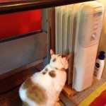 Pickle likes the warmth of the heater.